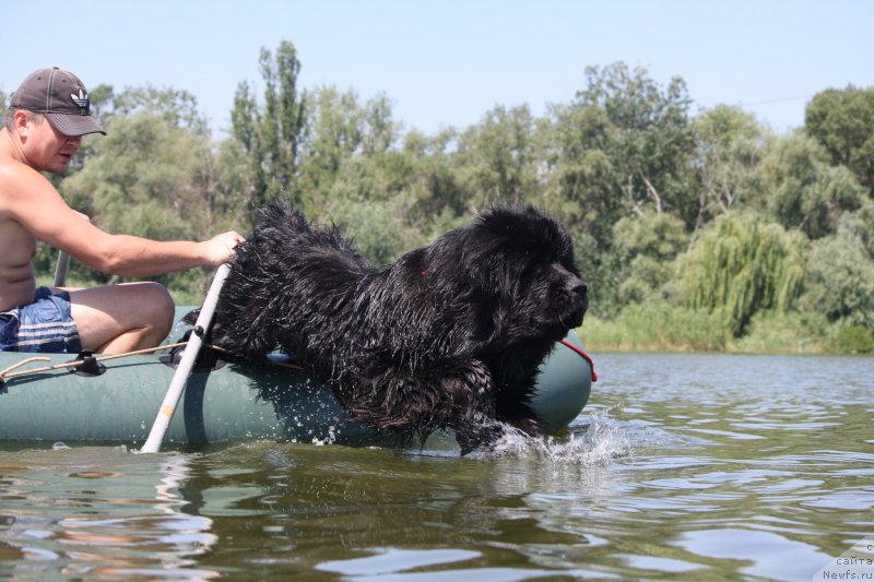 Фото: ньюфаундленд Schastlivyj Sluchay Kara Deniz (Счастливый Случай Кара Дениз)
