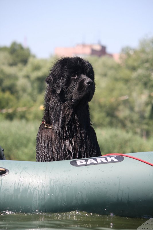 Фото: ньюфаундленд Schastlivyj Sluchay Kara Deniz (Счастливый Случай Кара Дениз)