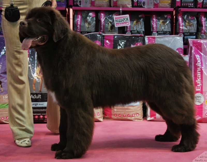 Фото: ньюфаундленд Aquatoriya Kelvin Heather Honey (Акватория Келвин Хизер Хани), YUliana Nikiforova (Юлиана Никифорова)