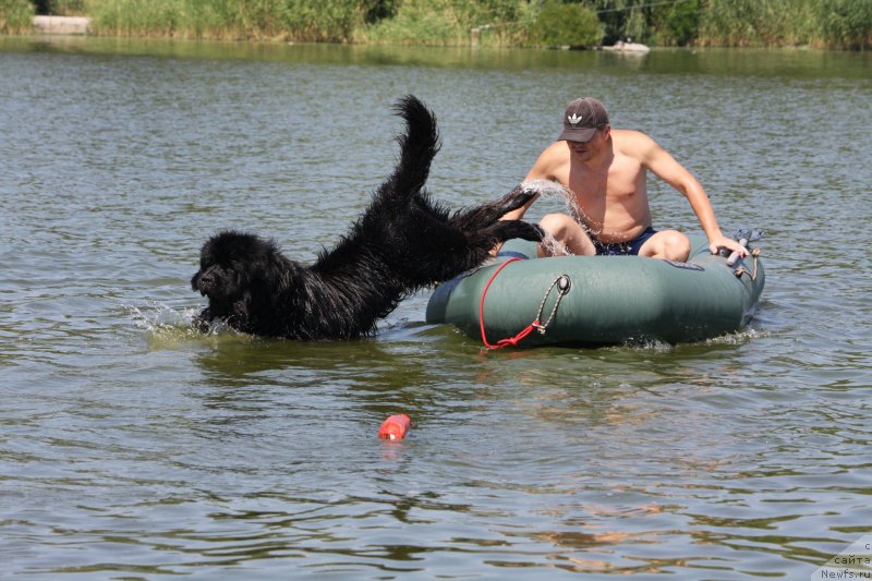 Фото: ньюфаундленд Schastlivyj Sluchay Kara Deniz (Счастливый Случай Кара Дениз)