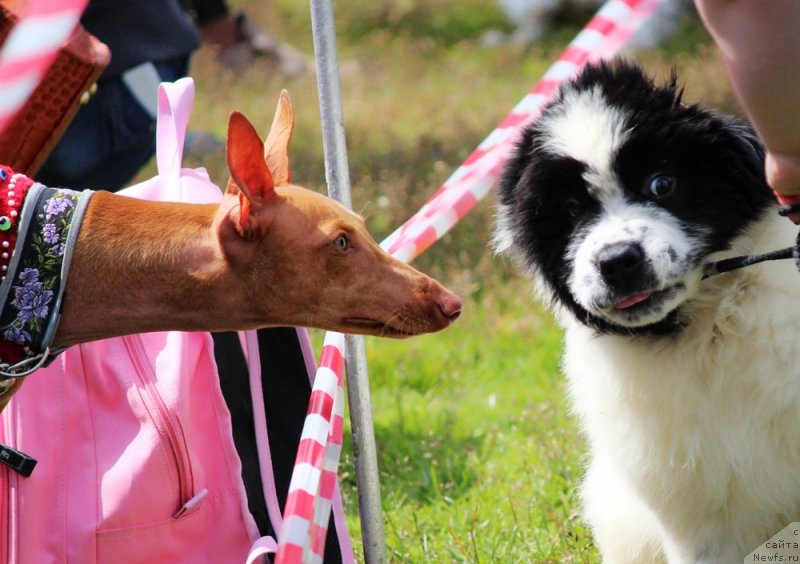 Фото: ньюфаундленд Sent Djons Emperor Lyuniks (Сент Джонс Емперор Люникс)