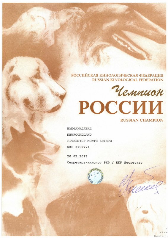 Фото: ньюфаундленд Piternyuf Monte Kristo (Питерньюф Монте Кристо)