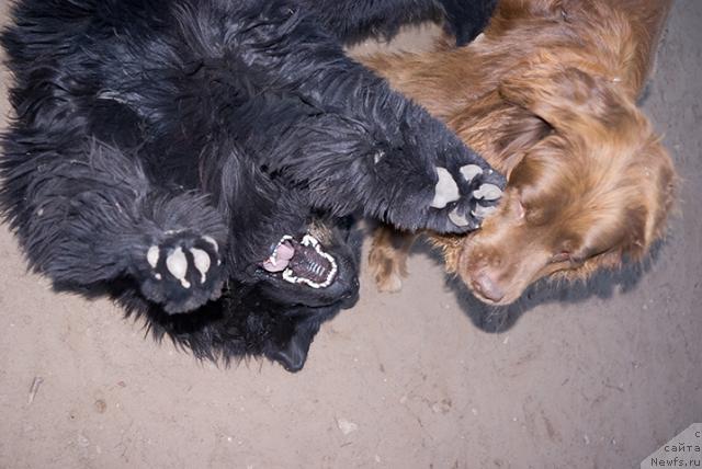 Фото: ньюфаундленд Lesnaya Skazka Izol'da (Лесная Сказка Изольда), ньюфаундленд Ygan s Toyanova Gorodka (Юган с Тоянова Городка)