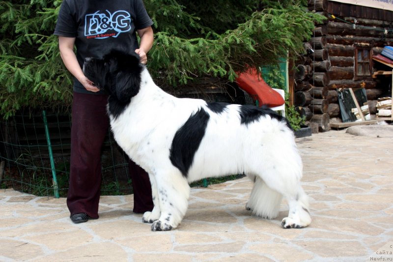 Фото: ньюфаундленд Super Bizon Baton (Супер Бизон Батон)