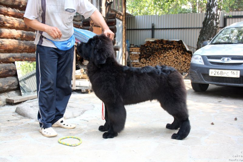 Фото: ньюфаундленд Dark Pride Valentino (Дак Прайд Валентино)