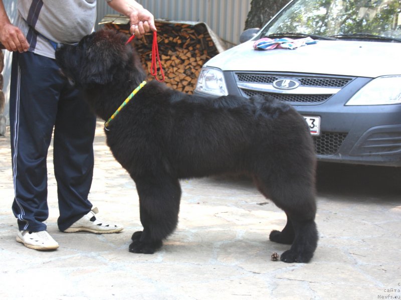 Фото: ньюфаундленд Dark Pride Valentino (Дак Прайд Валентино)