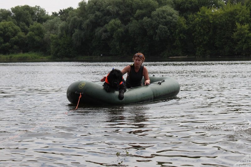 Фото: ньюфаундленд Grand Byebi Ariadna (Гранд Бэби Ариадна)