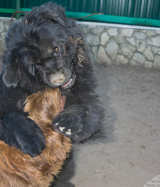 Фото: ньюфаундленд Lesnaya Skazka Izol'da (Лесная Сказка Изольда), ньюфаундленд Ygan s Toyanova Gorodka (Юган с Тоянова Городка)