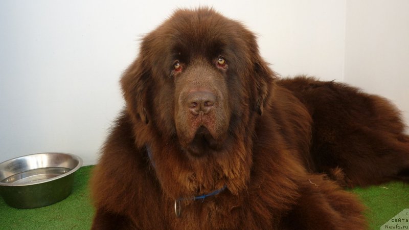 Фото: ньюфаундленд Fann'yuf Ura YA s Vami (Фанньюф Ура Я с Вами)