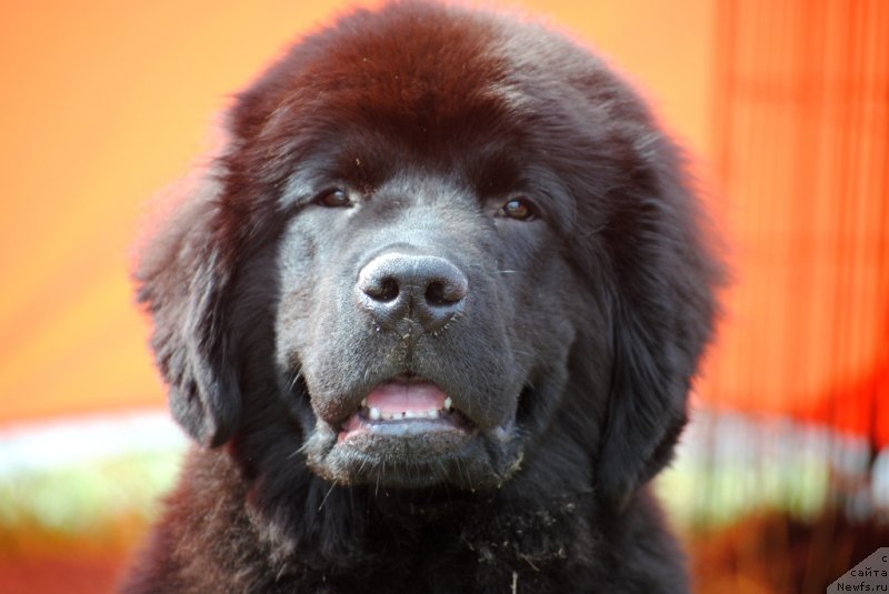 Фото: ньюфаундленд Chudo Choice Zvezdnyj Dar s Berega Dona (Чудо Чойс Звездного Дара с Берега Дона)