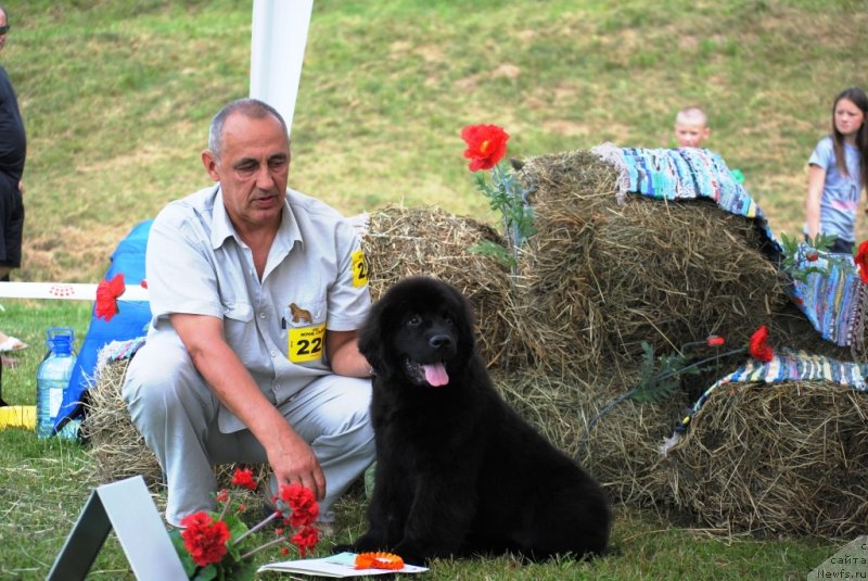 Фото: ньюфаундленд Chudo Choice Zvezdnyj Dar s Berega Dona (Чудо Чойс Звездного Дара с Берега Дона)