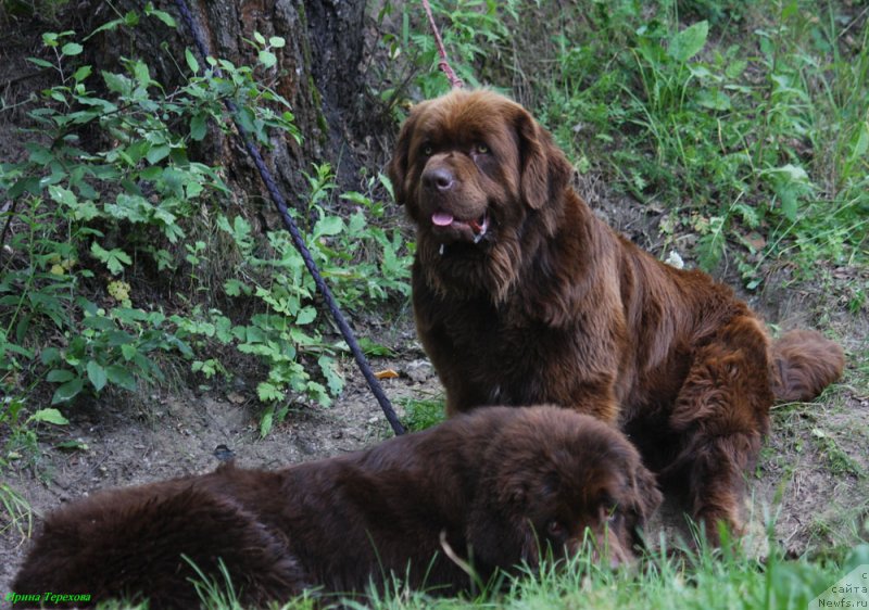 Фото: ньюфаундленд Velikiy Medved' Kameliya (Великий Медведь Камелия), ньюфаундленд Charli The Best Helfi Pel (Чарли Де Бест Хелфи Пэл)
