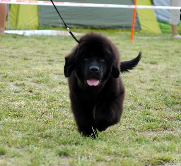 Фото: ньюфаундленд Chudo Choice Zvezdnyj Dar s Berega Dona (Чудо Чойс Звездного Дара с Берега Дона)