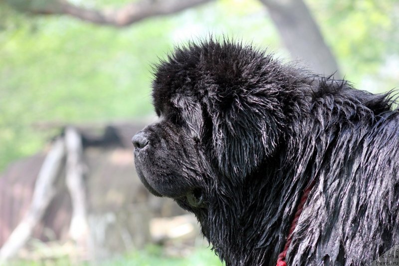 Фото: ньюфаундленд Bowaters Braveheart Nuo Ozo Kalvu