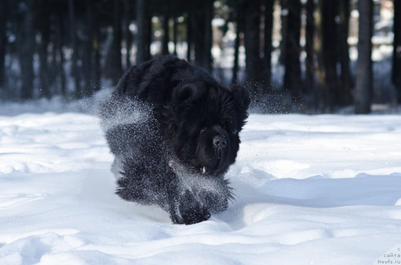 Фотография № 130433