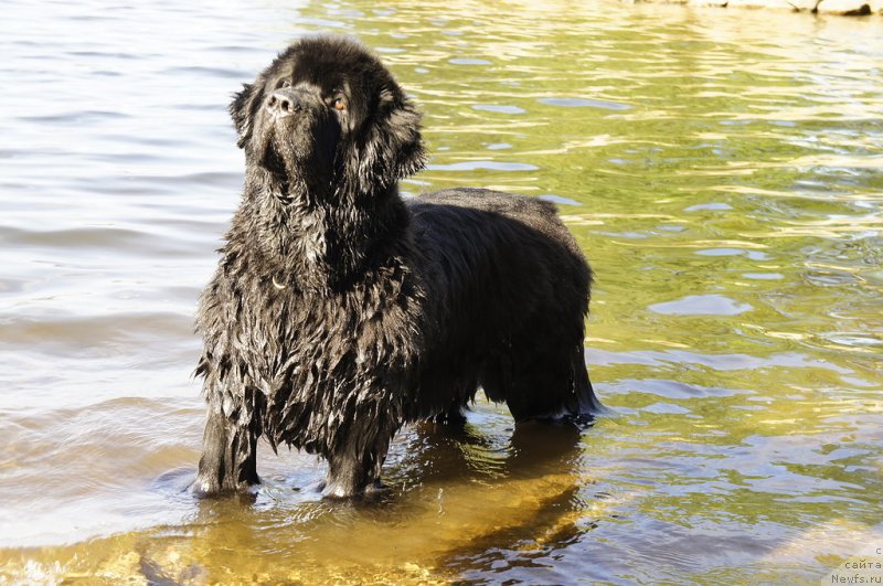 Фото: ньюфаундленд Skippers Only You for Smigar