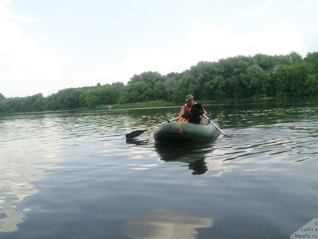 Фото: ньюфаундленд Toptyzhka Geroy Nashego Vremeni (Топтыжка Герой Нашего Времени)