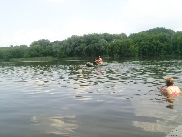 Фото: ньюфаундленд Toptyzhka Geroy Nashego Vremeni (Топтыжка Герой Нашего Времени)