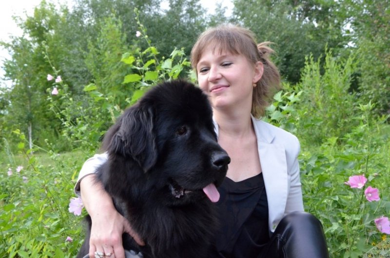 Фото: Irina Pavlova (Ирина Павлова), ньюфаундленд Bi Perfekt Arabella (Би Перфект Арабелла)
