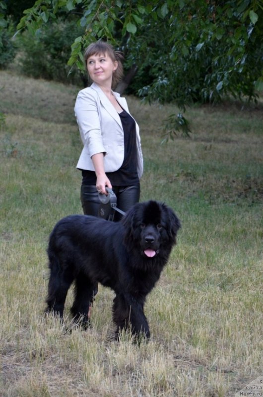Фото: Irina Pavlova (Ирина Павлова), ньюфаундленд Bi Perfekt Arabella (Би Перфект Арабелла)