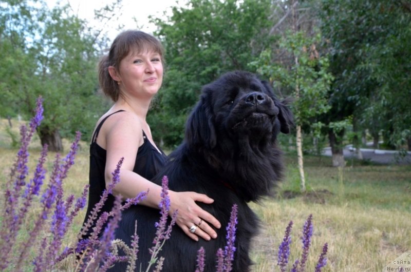 Фото: Irina Pavlova (Ирина Павлова), ньюфаундленд Bi Perfekt Arabella (Би Перфект Арабелла)