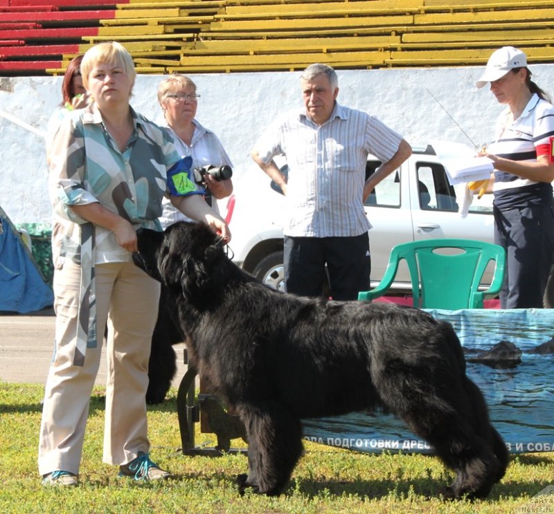 Фото: ньюфаундленд Aquatoriya Kelvin From Siberia at Cayuga (Акватория Келвин Фром Сибириа эт Каюга)