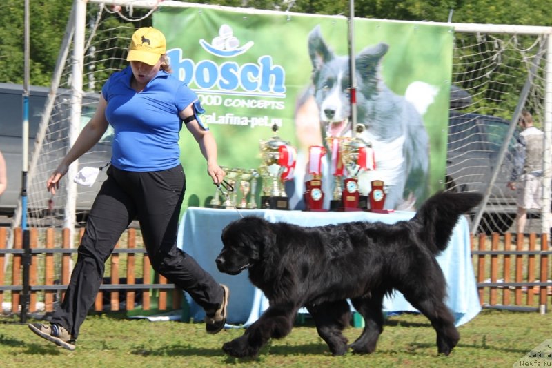 Фото: ньюфаундленд Aquatoriya Kelvin Fiona (Акватория Келвин Фиона)