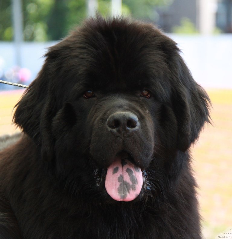 Фотография № 130527