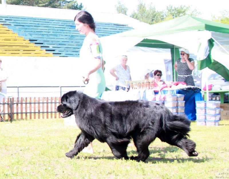 Фото: ньюфаундленд N'yufort Uitni Tradiciya Legendyi (Ньюфорт Уитни Традиция Легенды)