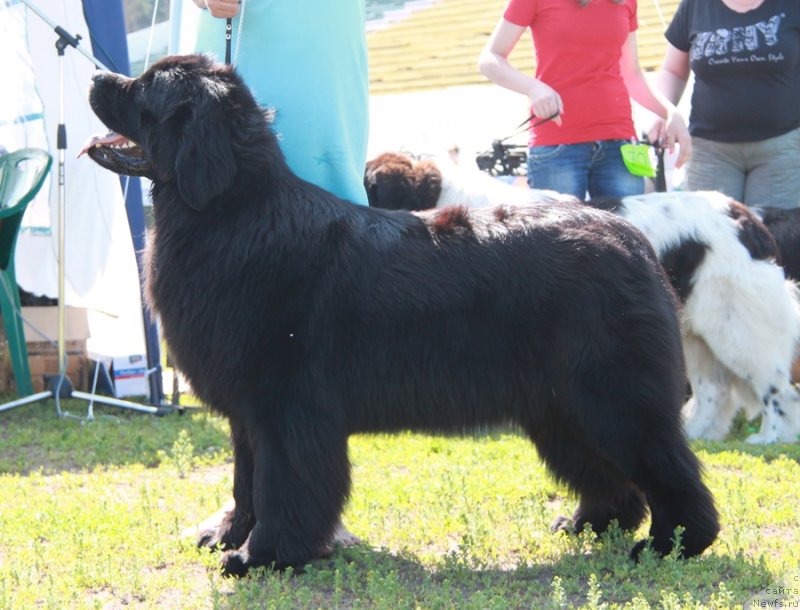 Фото: ньюфаундленд N'yufort Uitni Tradiciya Legendyi (Ньюфорт Уитни Традиция Легенды)