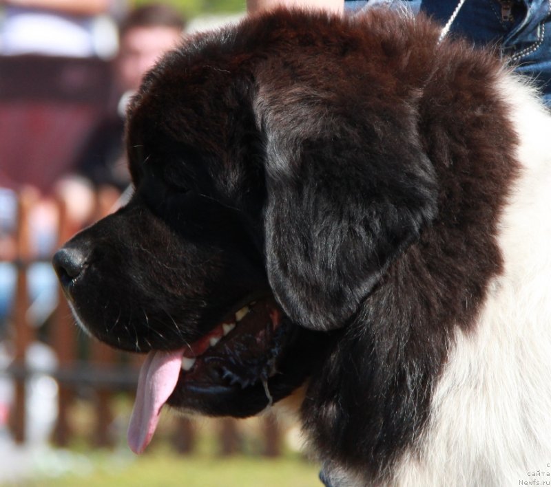 Фото: ньюфаундленд Keeper Soul Nou Daut Best (Кипер Соул Ноу Даут Бэст)