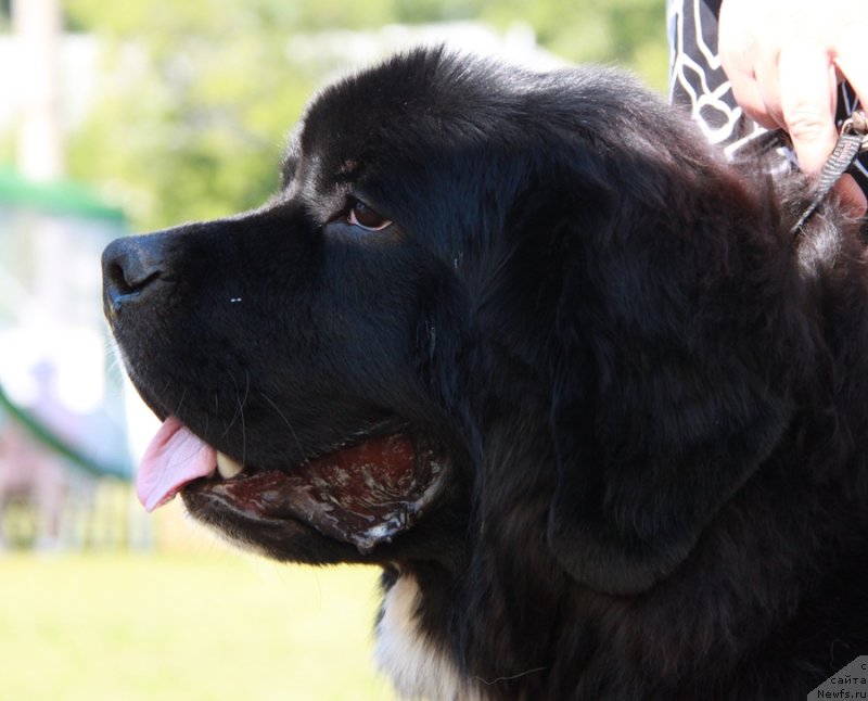 Фото: ньюфаундленд Sent Djons Glamour Lady (Сент Джонс Гламур Леди)