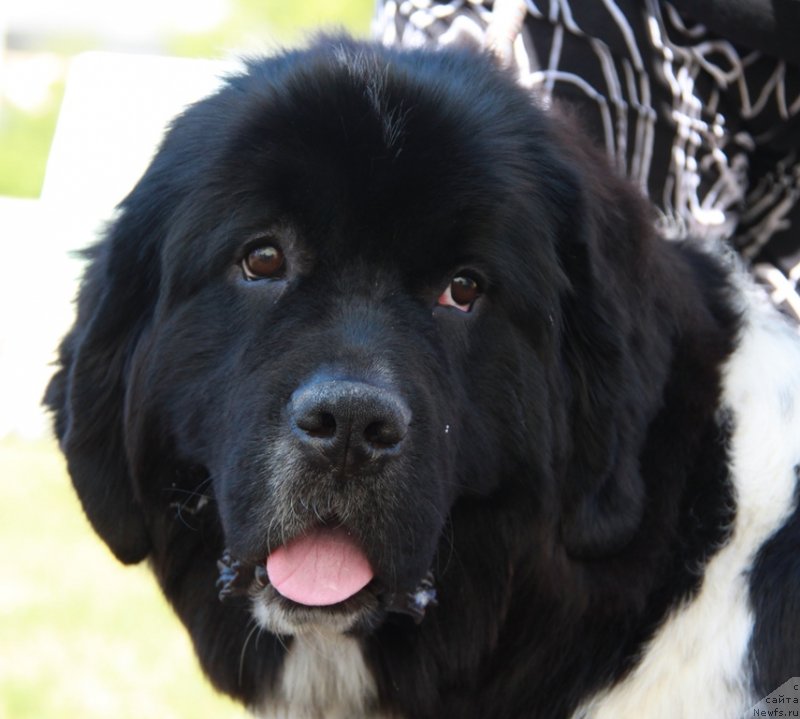 Фотография № 130541