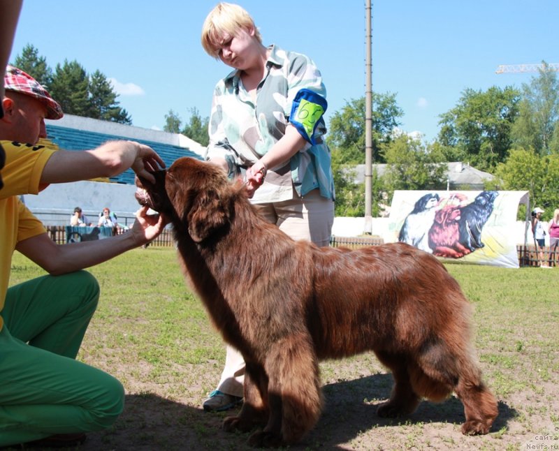 Фото: ньюфаундленд Aquatoriya Kelvin Harmony Red Lable (Акватория Келвин Хармони Ред Лэйбл)