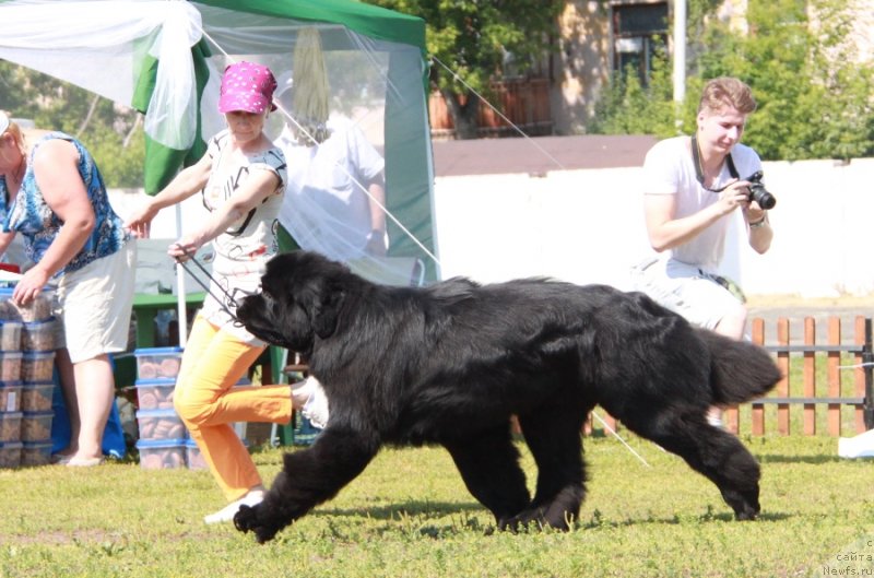 Фото: ньюфаундленд Moon Brook Aristocrat (Моон Броок Аристократ)