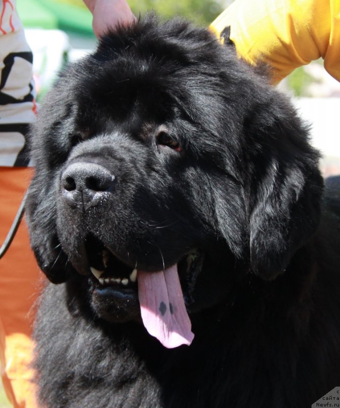 Фото: ньюфаундленд Moon Brook Aristocrat (Моон Броок Аристократ)