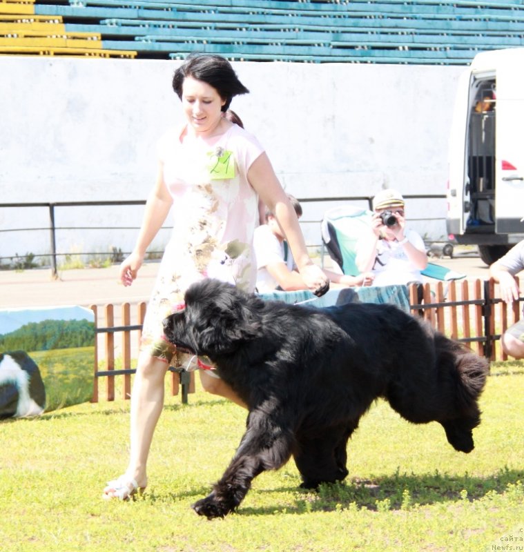 Фото: ньюфаундленд Bears Cove Lucky Break