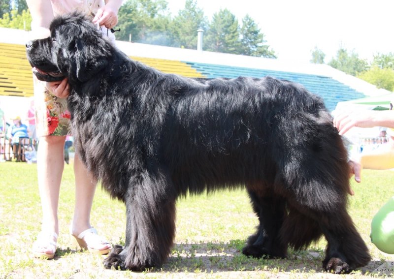 Фото: ньюфаундленд Bears Cove Lucky Break