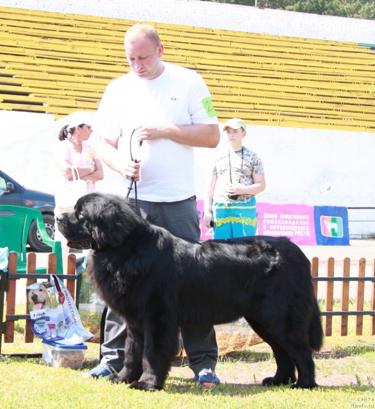 Фото: ньюфаундленд Na Grebne Volnyi Korolevskiy Syin (На Гребне Волны Королевский Сын)