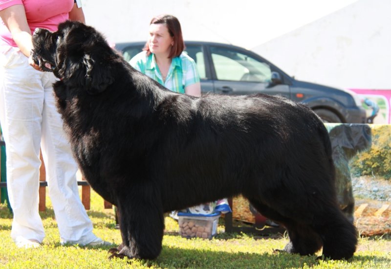 Фото: ньюфаундленд Ivan Tsarevich iz Tihogo Omuta (Иван Царевич из Тихого Омута)