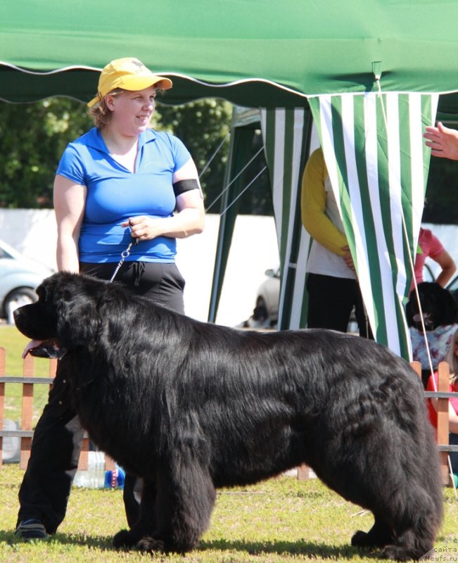 Фото: ньюфаундленд Aquatoria Kelvin Izumrudny Dozhd (Акватория Келвин Изумрудный Дождь)
