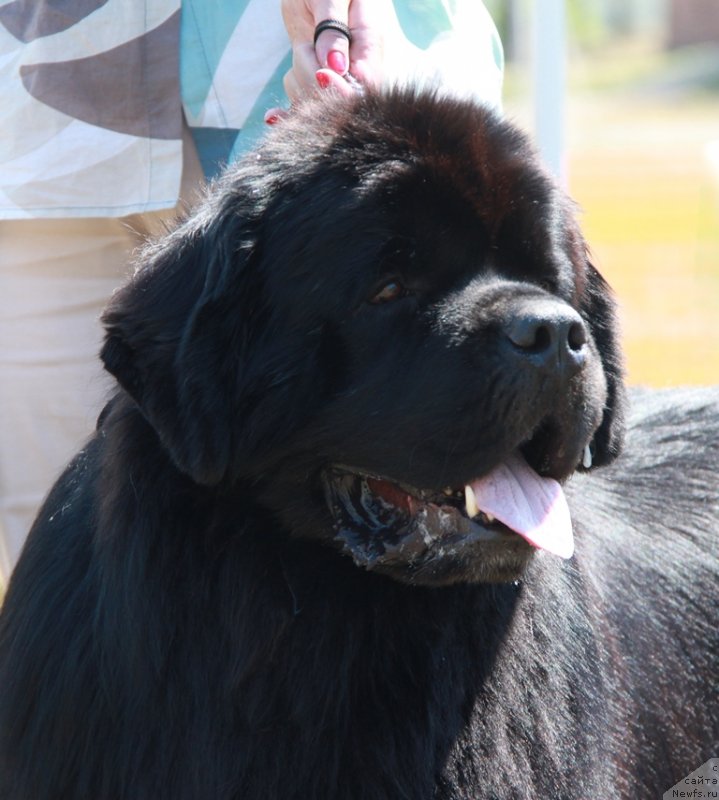 Фото: ньюфаундленд Aquatoriya Kelvin Nobel (Акватория Келвин Нобель)