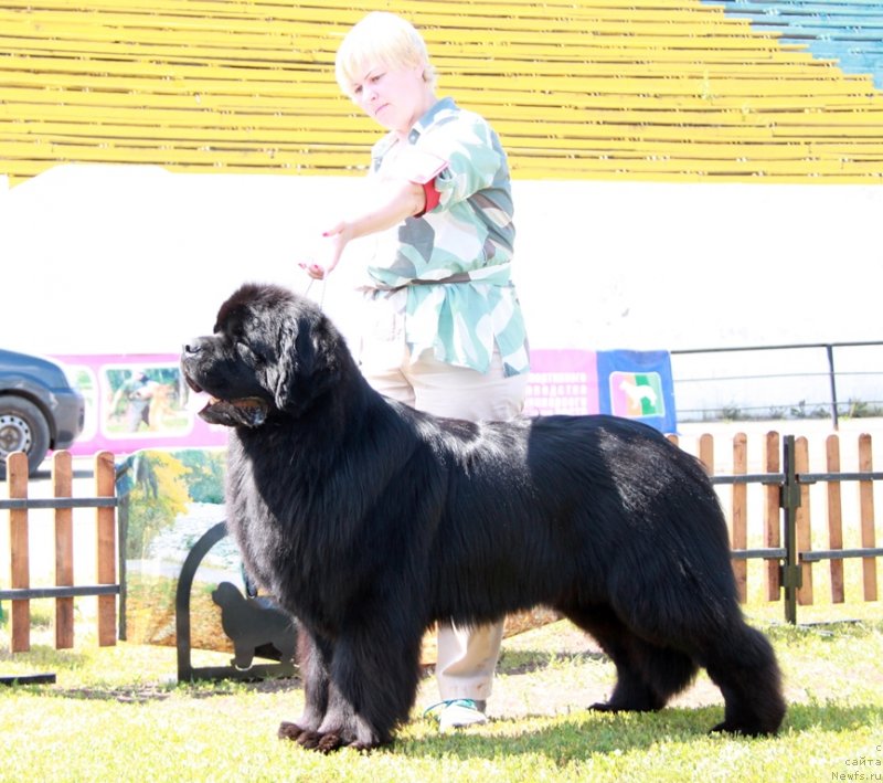 Фото: ньюфаундленд Aquatoriya Kelvin Nobel (Акватория Келвин Нобель)
