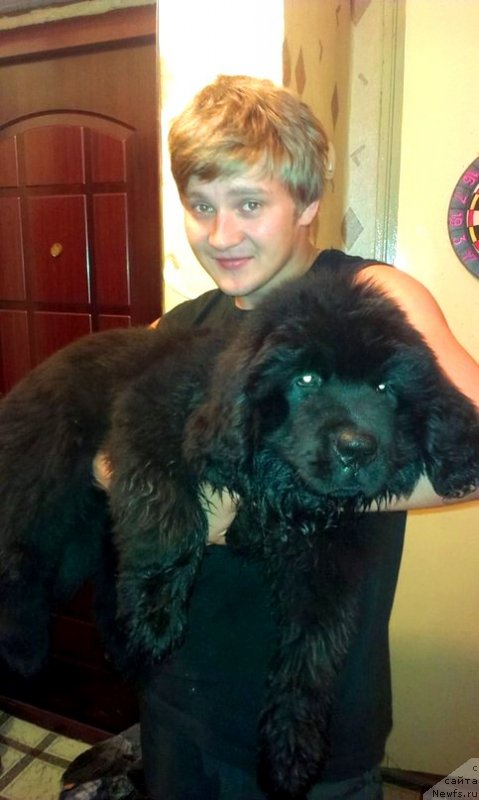 Фото: ньюфаундленд Vinsent Drukki Intrigant (Винсент Друкки Интригант), YUriy SHumkov (Юрий Шумков)