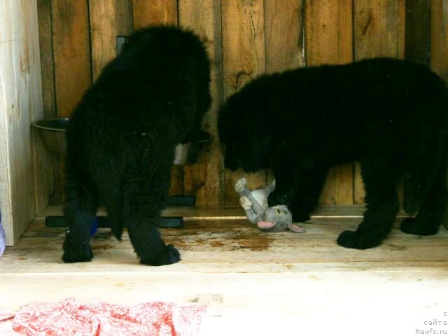 Фото: ньюфаундленд Vaviloniya Best (Вавилония Бест), ньюфаундленд Vanilla Koka-Kola (Ванилла Кока-Кола)