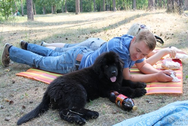 Фото: ньюфаундленд N'yufort SHantal' Gold Star (Ньюфорт Шанталь Голд Стар)