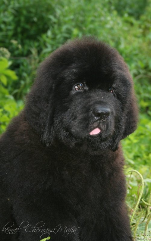 Фотография № 130609