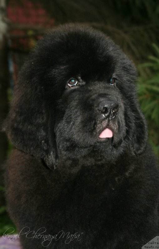 Фотография № 130613