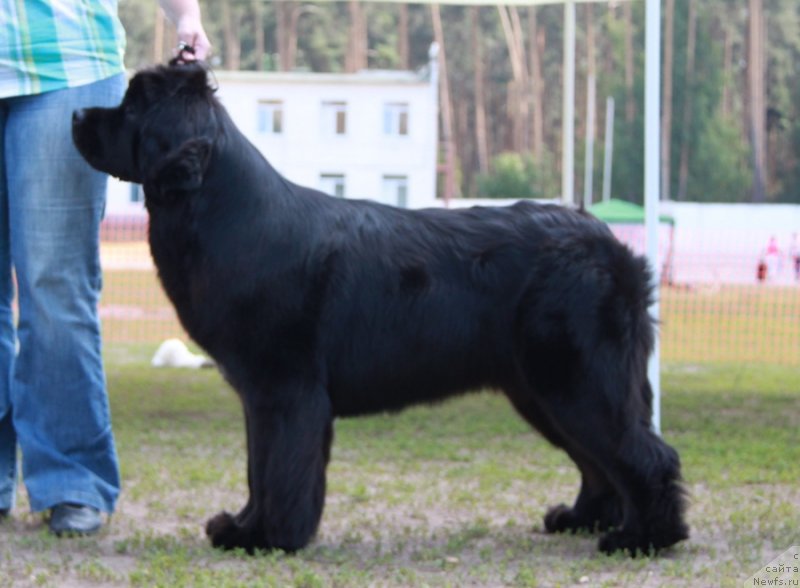 Фото: ньюфаундленд Akvatoriya Kelvin Tim Spirit (Акватория Келвин Тим Спирит)