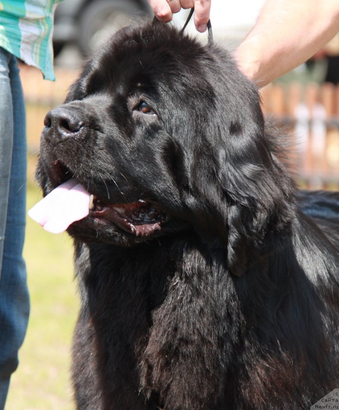 Фото: ньюфаундленд Akvatoriya Kelvin Tim Spirit (Акватория Келвин Тим Спирит)